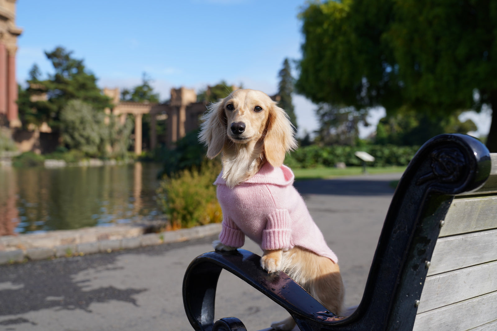 Beige Cable Knit Dog Sweater | PupRWear Dog Boutique