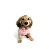 Cashmere Dog Sweater